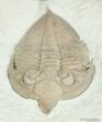 Inch Prone Huntonia Trilobite - Oklahoma #2519-2